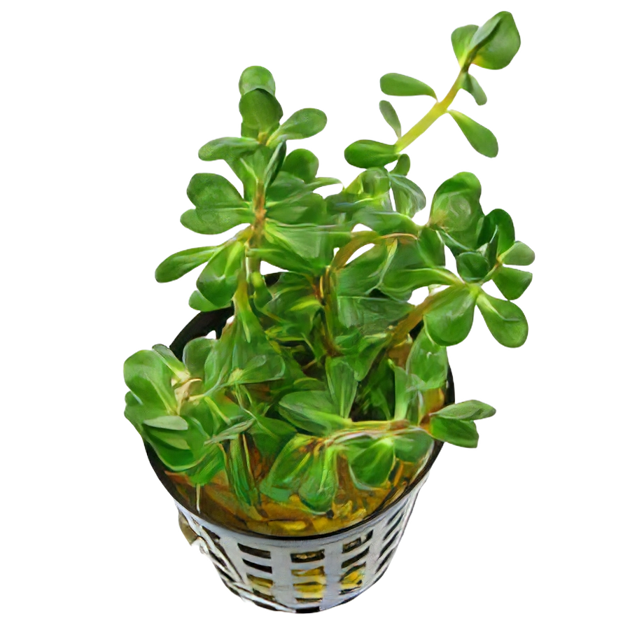 Five Potted Plants Ammania Bonsai Plant Ammania sp. Bonsai