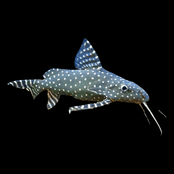 Angel Catfish Synodontis Angelicus