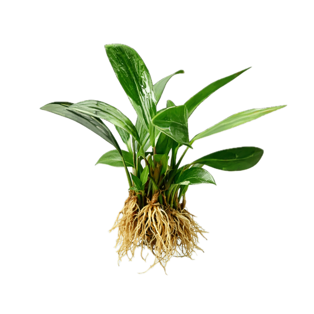 Five Bunched Plants Congensis Anubias Plant Anubias Afzelii