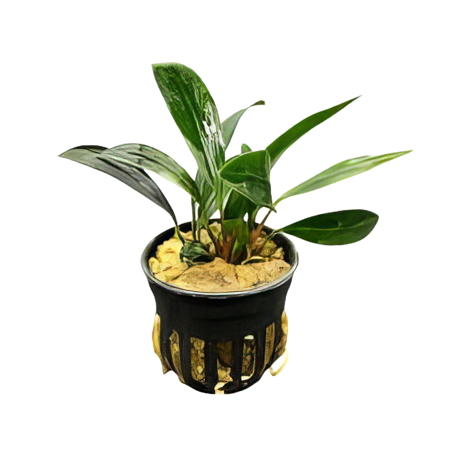 Five Potted Plants Congensis Anubias Plant Anubias Afzelii
