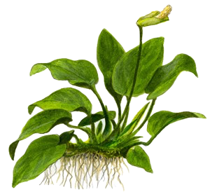 Five Bunched Plants Broad Leaf Anubias Plant Anubias Barteri