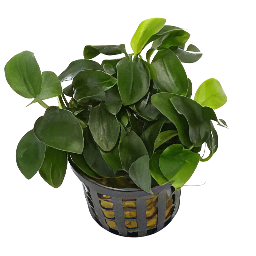 Five Potted Plants Anubias Plant Anubias Barteri