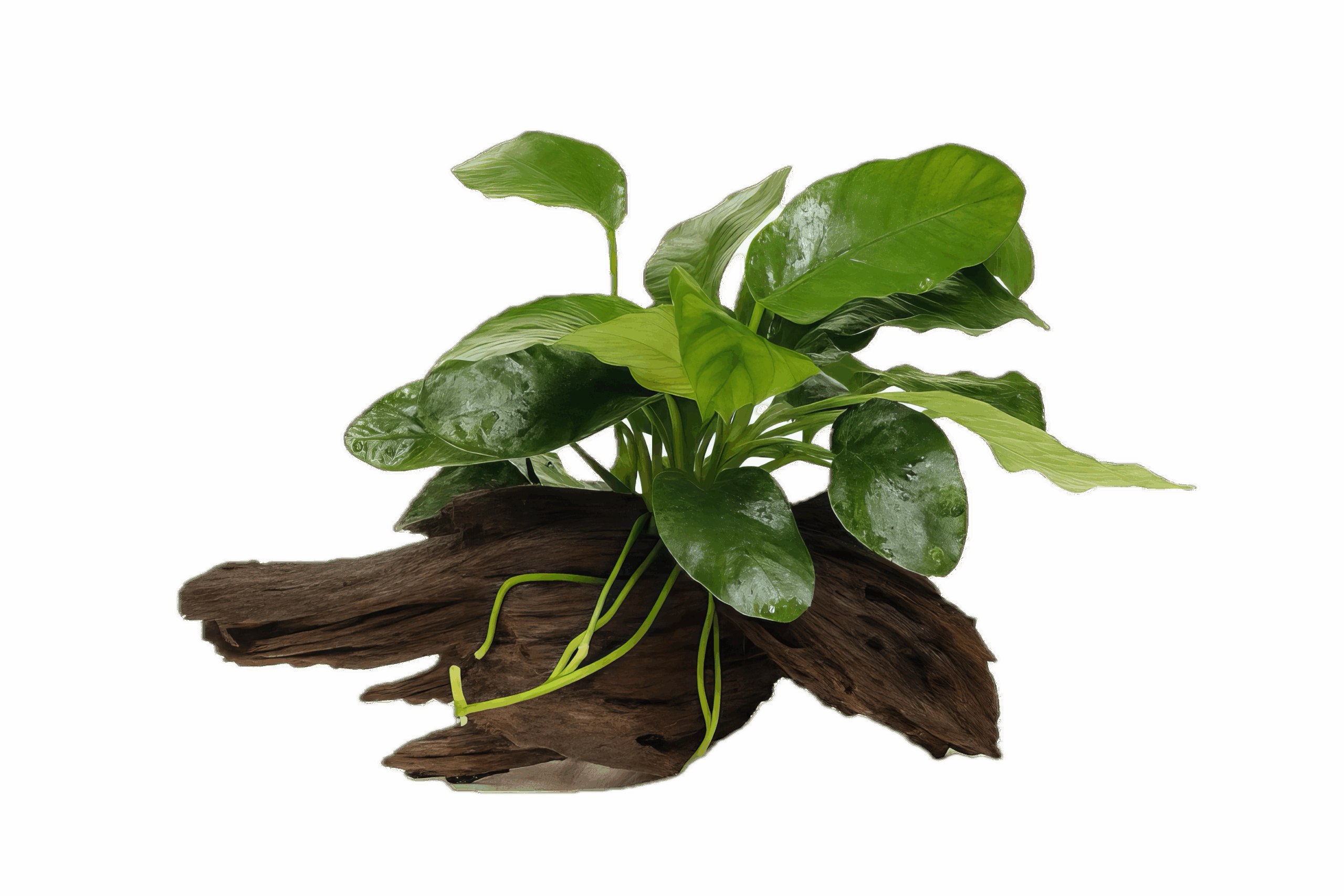 Anubias Barteri Plant on Driftwood