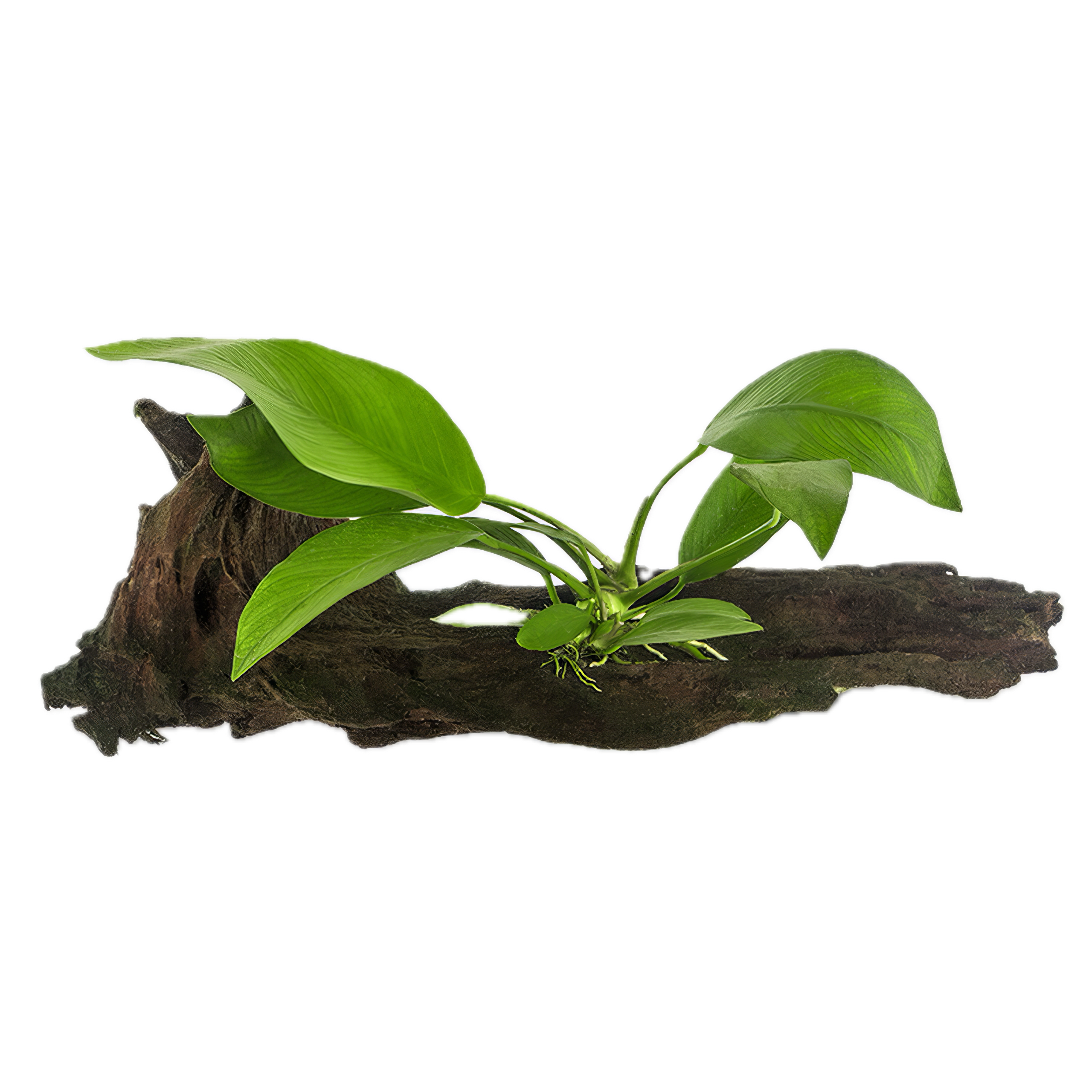 Anubias Congensis Plant on Driftwood
