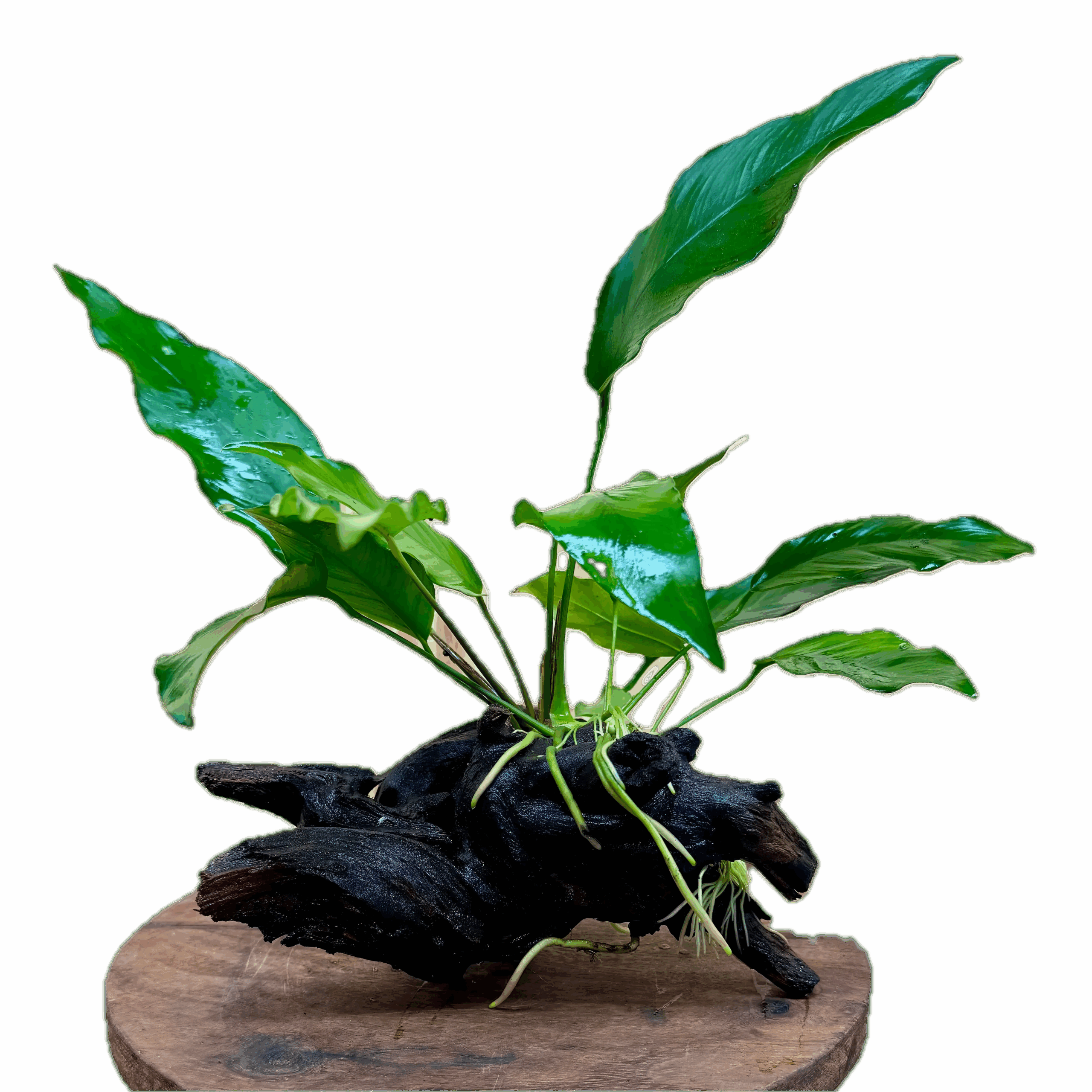 Anubias Lanceolata Plant on Driftwood