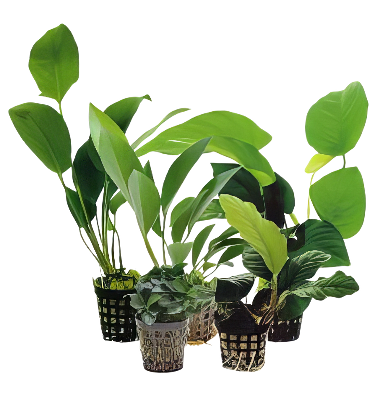Ten Potted Plants Assorted Anubias Plants