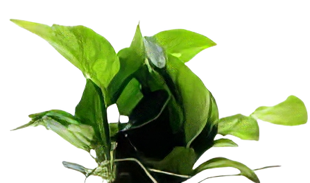 Five Bunched Plants Petite Anubias Plant Anubias Nana