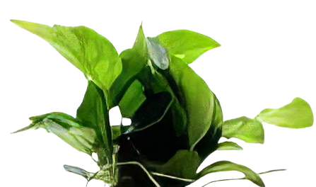 Five Potted Plants Petite Anubias Plant Anubias Nana