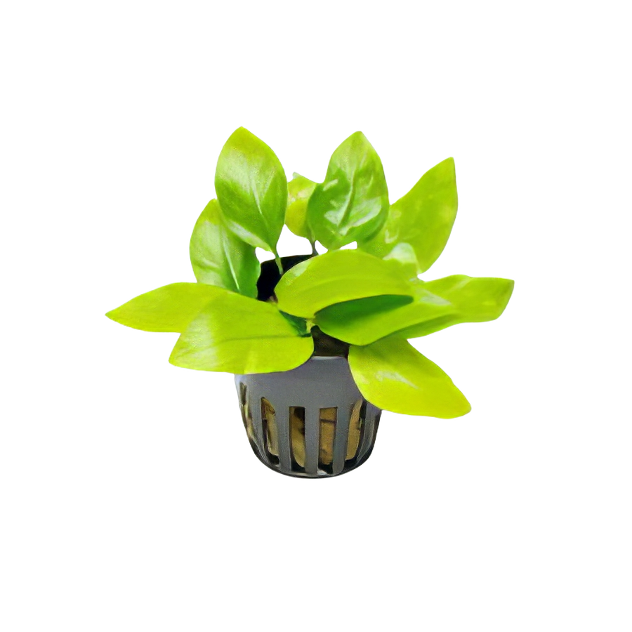 Five Potted Plants Golden Dwarf Anubias Plant Anubias Nana