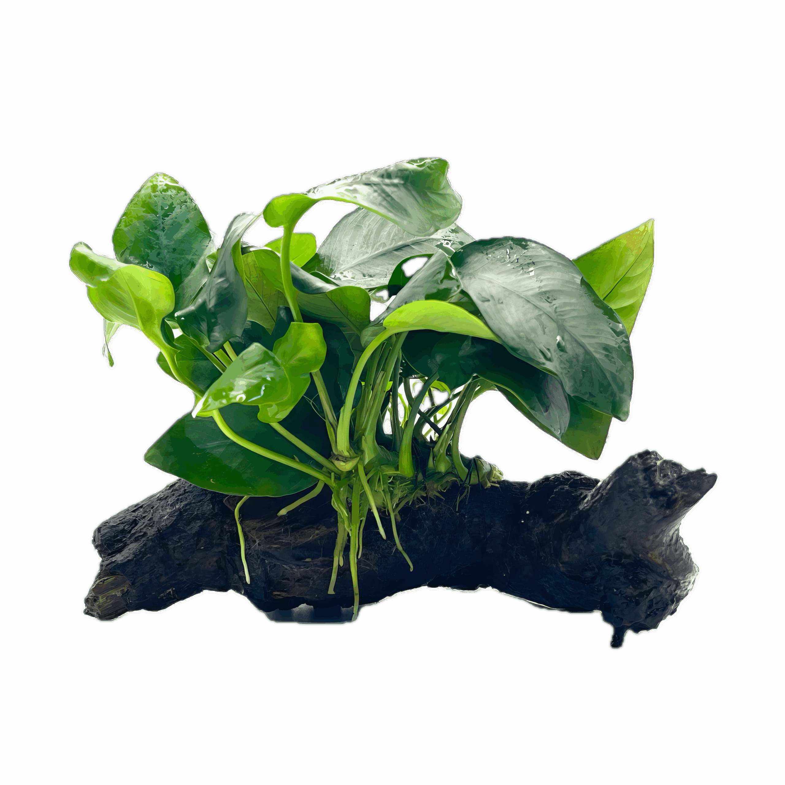 Anubias Nana Plant on Driftwood