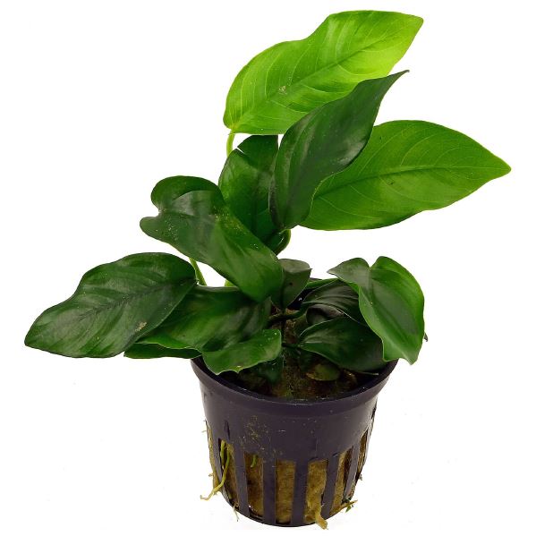 Tropica Anubias barteri var. nana Live Aquatic Plant Pot