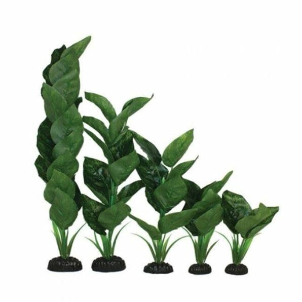 Hugo Kamishi Anubias Green
