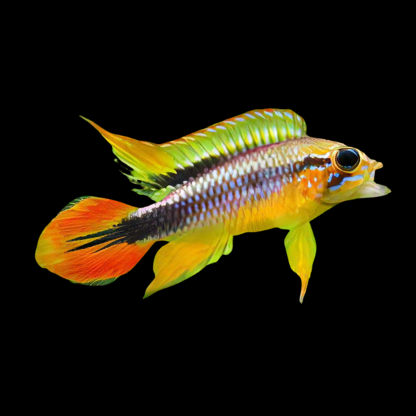 <em>Online stock may not be available for in-store collection.</em>