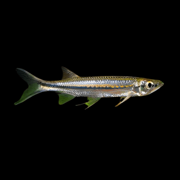 Apollo Shark Luciosoma Setigerum 5cm