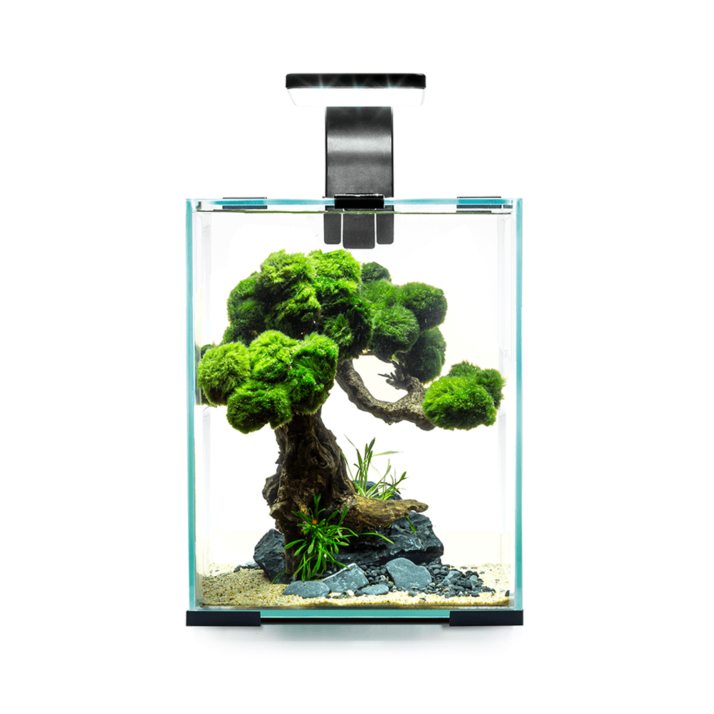 AquaEl Shrimp Set Day and Night