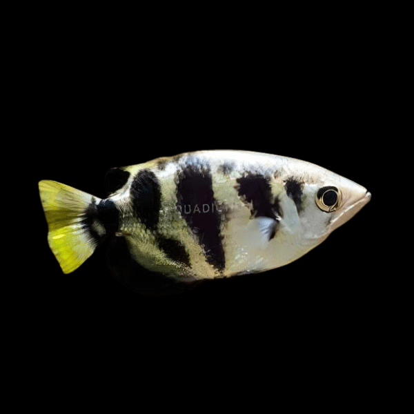 Archer Fish Taxotes Jaculatrix 5cm