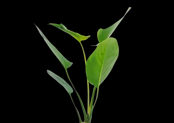 Five Potted Plants Arrowhead Betta Anubias Plant Anubias Hastifolia