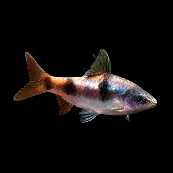 Arulius Barb Puntius Tambraparniei 5cm