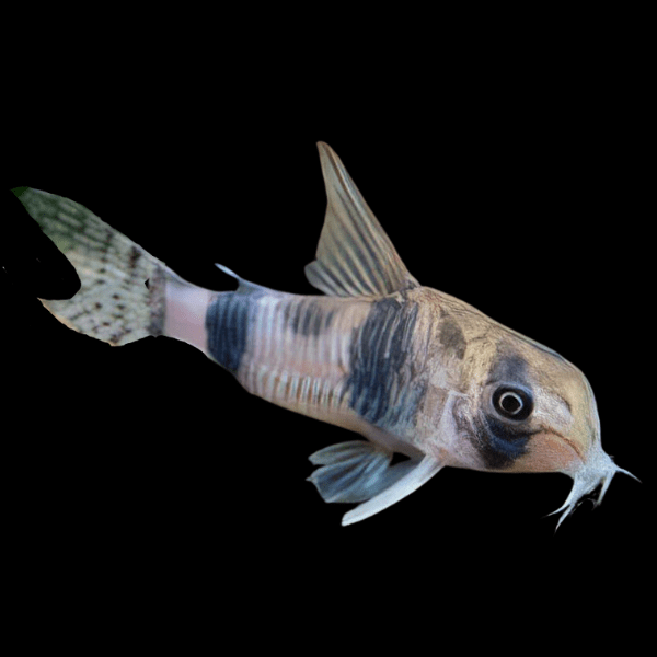 Asher Corydoras Tukano 3cm Catfish