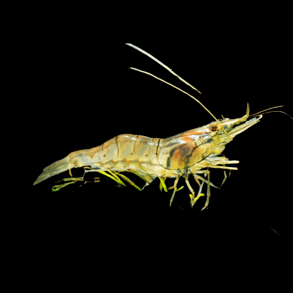 Asian Glass Shrimp Macrobrachium Lanchesteri 2cm