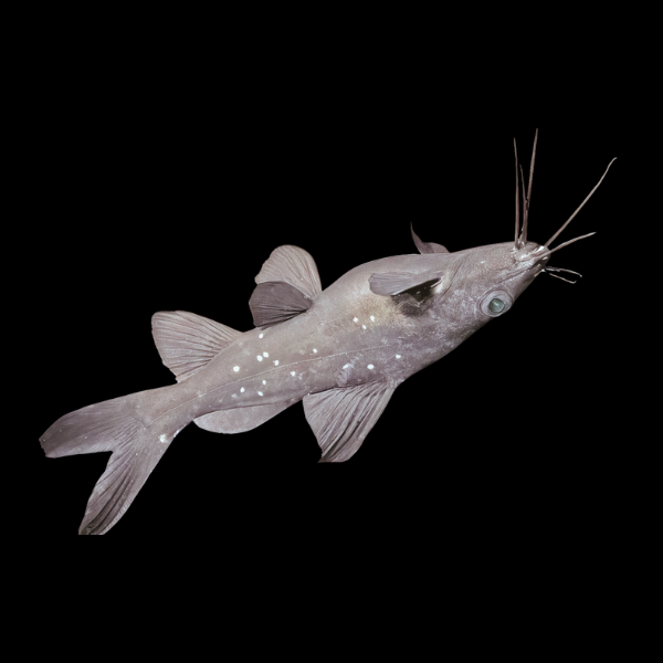 Asian Upside Catfish Mystus Leucophasis 5cm