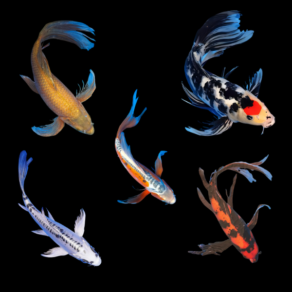 Assorted Butterfly Classic Koi Carp Cyprinus Carpio