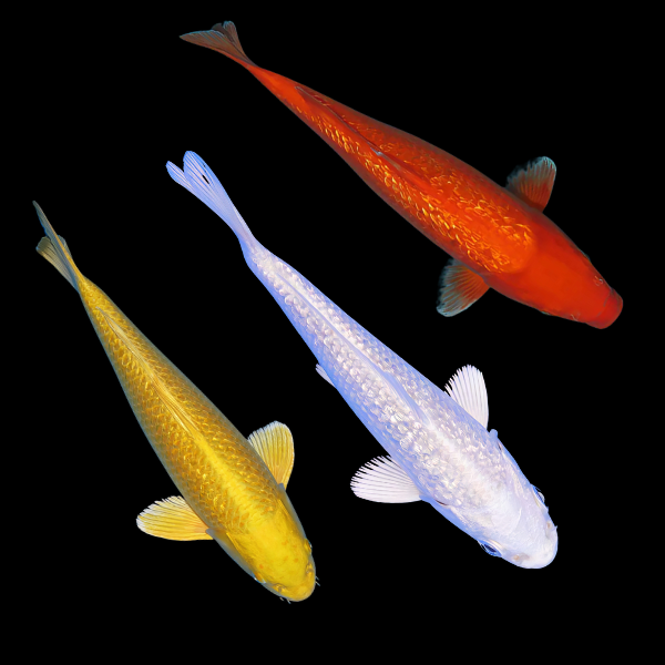 Assorted Metallic Grade A Koi Carp Cyprinus Carpio