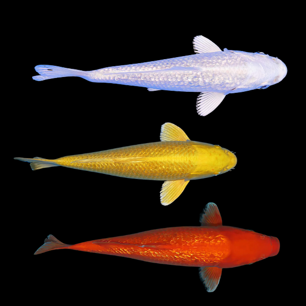 Assorted Metallic Japanese Koi Carp Cyprinus Carpio