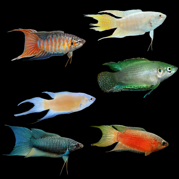 Assorted Paradise Fish 4cm