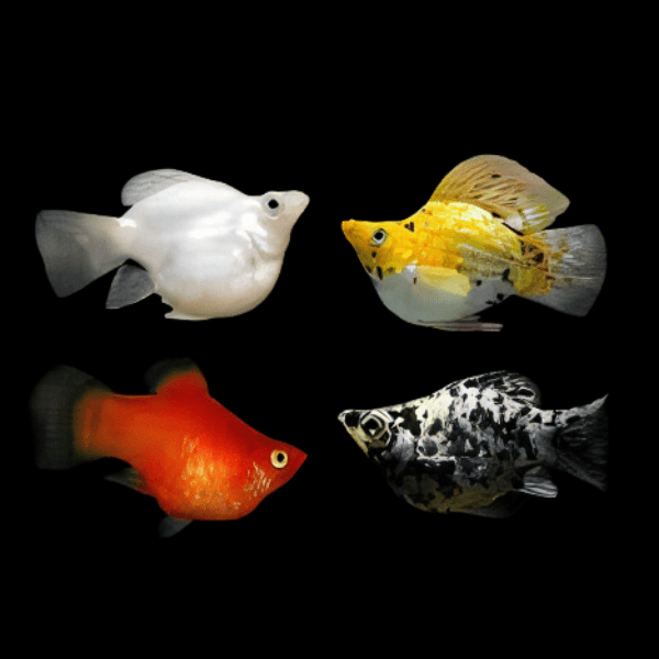 <em>Online stock may not be available for in-store collection.</em>