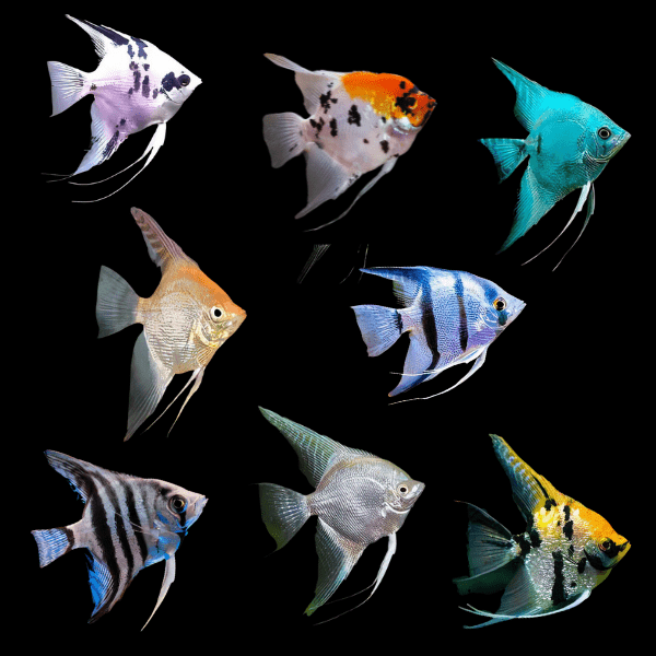 <em>Online stock may not be available for in-store collection.</em>