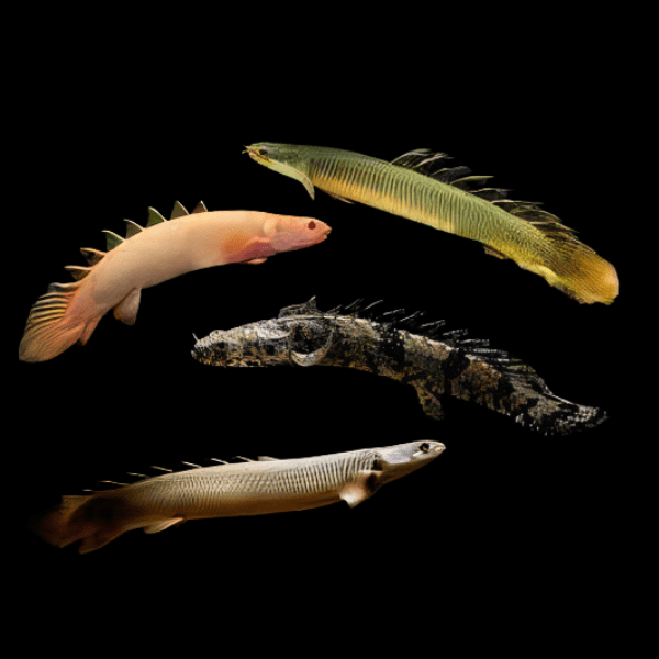 Assorted Bichir Polypterus Sp 10cm