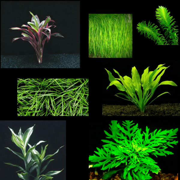 Ten Bunches Assorted Freshwater Aquatic Plants