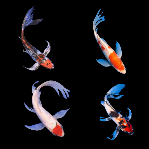 Assorted Butterfly Japanese Koi Carp Cyprinus Carpio