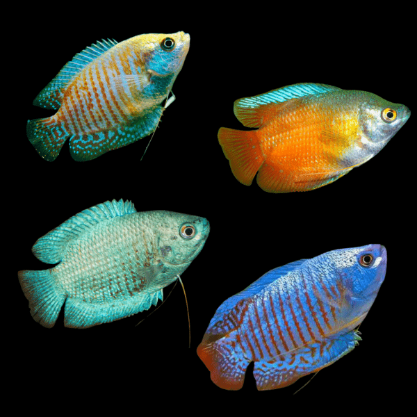 Assorted Dwarf Gourami Trichogaster lalius 5cm
