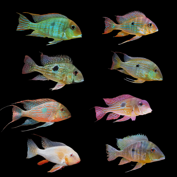 Assorted Geophagus 4cm