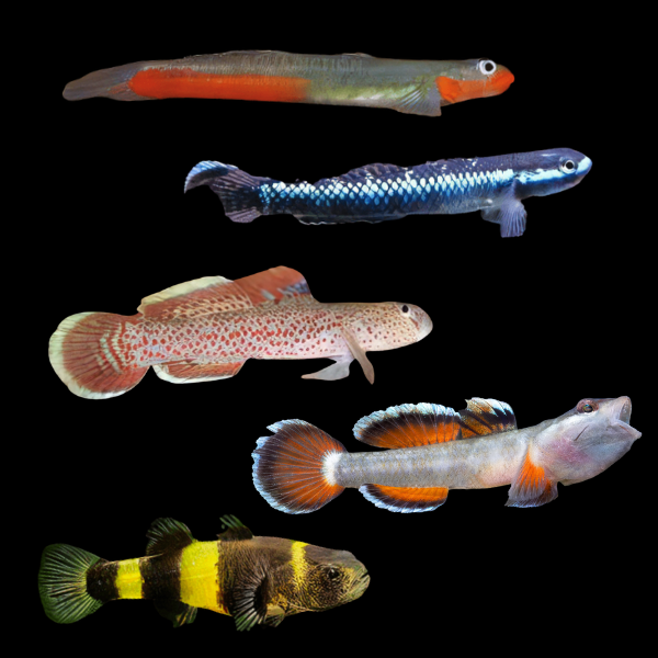 Assorted Tropical Goby 3cm
