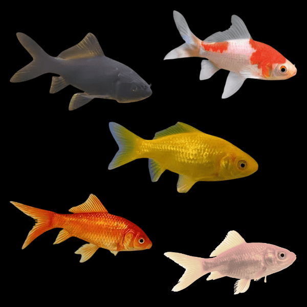 <em>Images for illustration purposes only. Exact colours, patterns, and size may vary between individuals.</em>