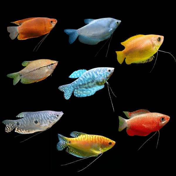 Assorted Gourami Osphronemidae 5cm