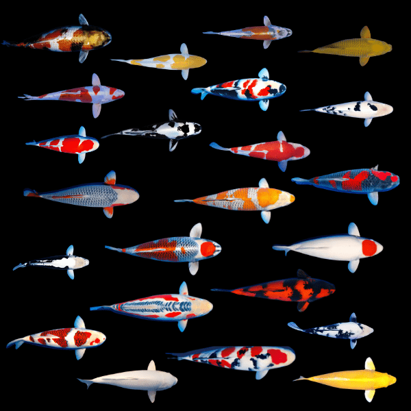 Assorted Classic Grade B Koi Carp Cyprinus Carpio