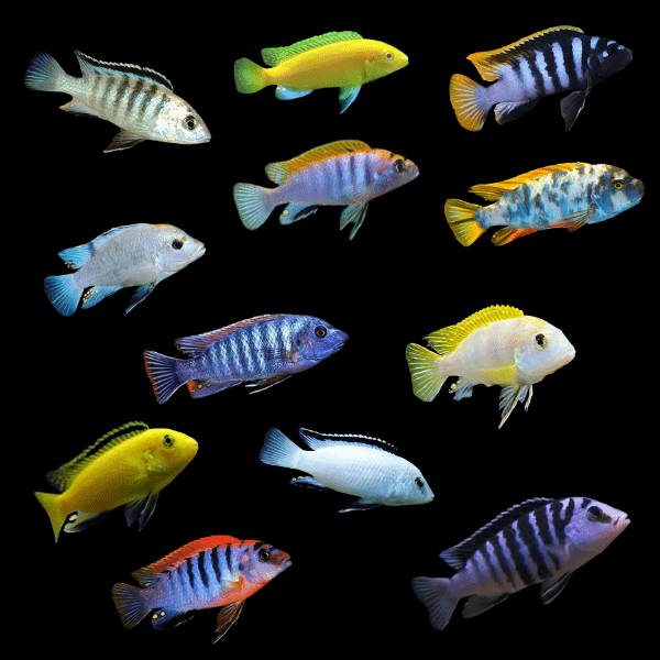 <em>Online stock may not be available for in-store collection.</em>