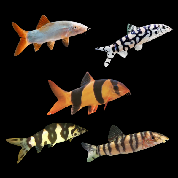 Assorted Loach 4cm