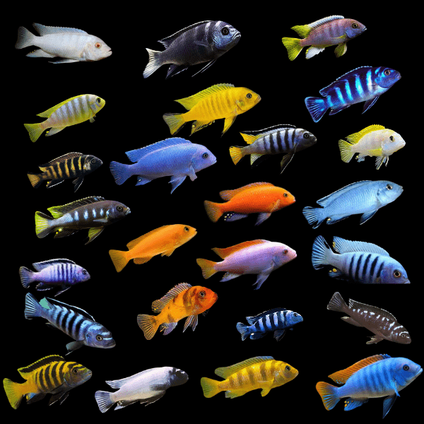Assorted Pseudotropheus Malawi African Cichlid