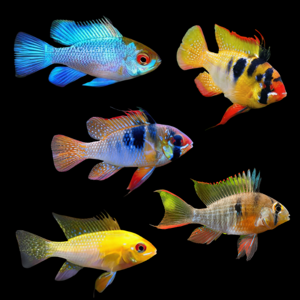 Assorted Ram Mikrogeophagus 3cm