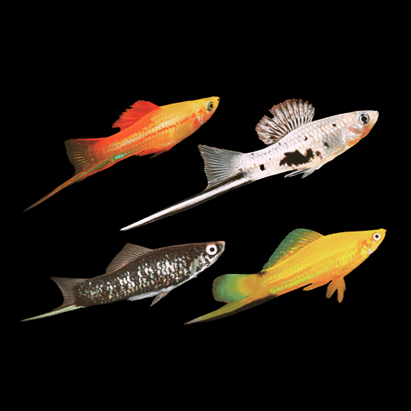 <em>Online stock may not be available for in-store collection.</em>