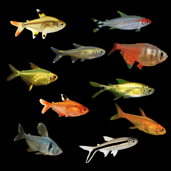Assorted Tetra 2cm