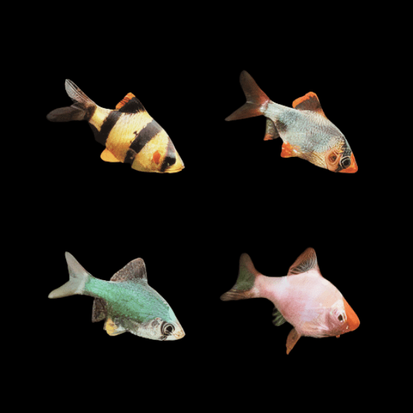 Assorted Tiger Barb Puntius Tetrazona 3cm