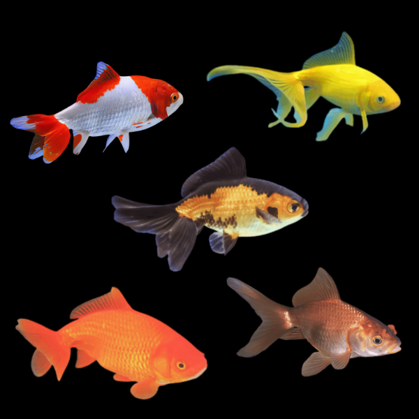 Assorted Wakin Goldfish