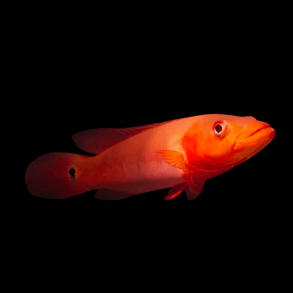 Atabapo Red Pike Cichlid Crenicichla Lugubris 10cm