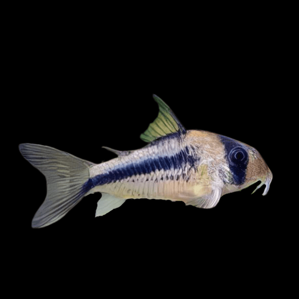 Axelrods Corydoras Axelrodi 4cm Catfish